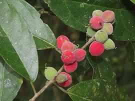   Fruits:     Trophis racemosa ; Photo by S. Perez Greivin
